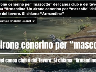 “Armandino”, l’Airone Cenerino, Diventa la Mascotte del Canoa Club e del Tevere